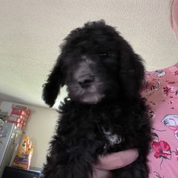 Poodle Puppies from Miss Vickie’s Poodles