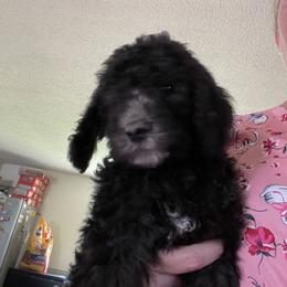 Poodle Puppies from Miss Vickie’s Poodles