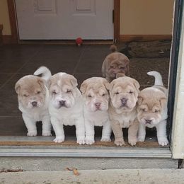 Chinese Shar-Pei Puppies from JoShel’s Silver Lined Wrinkles and Tails