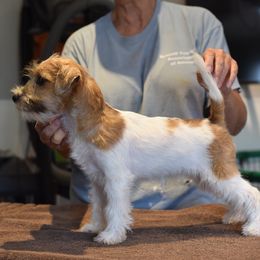 Beezie Girl 1 - White and tan female Russell Terrier puppy in Middletown, Virginia from DBF Russell Terriers