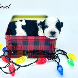 Girl 3 - Black and white female Sheepadoodle puppy in Pataskala And Thornville, Ohio from Four Front Doodles - Pataskala