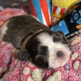 Shih Tzu Puppies from Lavender Lane Tzus