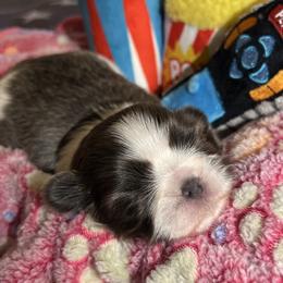 Shih Tzu Puppies from Lavender Lane Tzus
