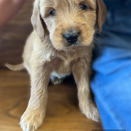 Goldendoodle Puppies from Doodifuldoods