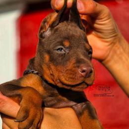 Opal - Red and rust female Doberman Pinscher puppy in China Township, Michigan from Snell's Superior Kennel Dobermann & GSP