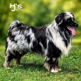 Amble - Australian Shepherd