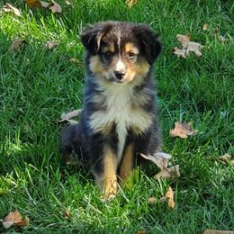 Miniature Australian Shepherd Puppies from Diamond D Mini Aussies