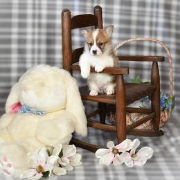 Mr Orange - Red male Pembroke Welsh Corgi puppy in Gig Harbor, Washington from Pacific Northwest Pembroke Welsh Corgis