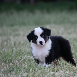 Australian Shepherd Puppies from Black Cow Kennels