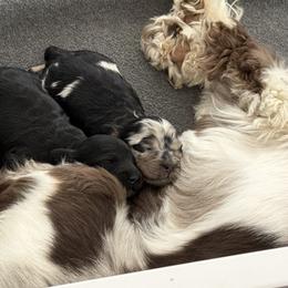 Boy 5 - Merle male Cockapoo puppy in Colorado from Garrett Doodles
