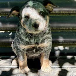 L64-05 - Blue mottled male Australian Cattle Dog puppy in Sheridan, Oregon from 6pk Cattledogs