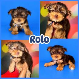 Rolo - Chocolate, tan and white male Yorkshire Terrier puppy in Flowood, Mississippi from Prissy PawPals