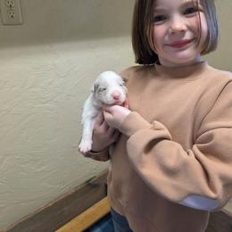 Dottie - Lilac merle female Border Collie puppy in Ripley, Oklahoma from Adventure5 Border Collies