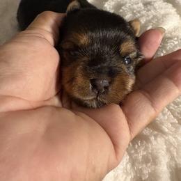 Zeus - Black and tan male Yorkshire Terrier puppy in Compton, California from Suzane's Yorkshire Terriers