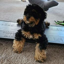 Cockapoo, Cocker Spaniel, and Poodle Puppies from The Cocker Cingdom