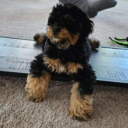Cockapoo, Cocker Spaniel, and Poodle Puppies from The Cocker Cingdom