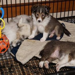 Rottweiler and Shetland Sheepdog Puppies from Mountain High Kennels