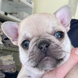 Apple - Fawn female French Bulldog puppy in Redway, California from Lost Coast French Bulldogs
