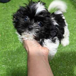 Theo - Black and white male Shih Tzu puppy in Bourne, Massachusetts from Shih Tzu Pups