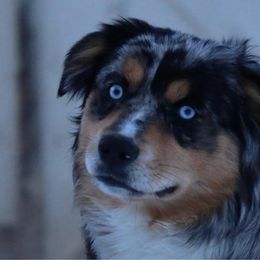 Maxxi - Miniature Australian Shepherd