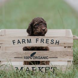 Gold - Chocolate male Goldendoodle puppy in Lake City, Florida from North Florida Poodles and Doodles