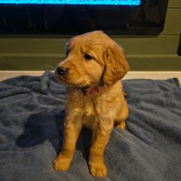 Dancer (pink collar) - Dark golden female Golden Retriever puppy in Tenino, Washington from Oak River Goldens'