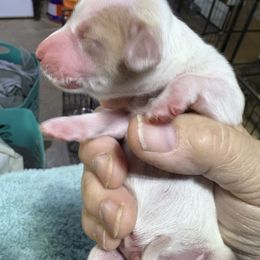 Captain - Piebald male Dachshund puppy in Mayport, Pennsylvania from PA's Darling Doxies