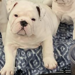 Bulldog and French Bulldog Puppies from Jagster’s Bulldogs