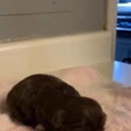 Bernedoodle, Goldendoodle, and Shih Tzu Puppies from TrueLine kennels