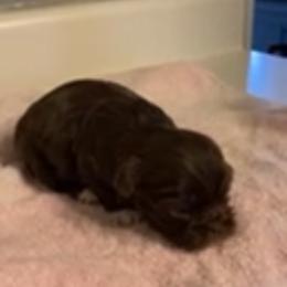 Bernedoodle, Goldendoodle, and Shih Tzu Puppies from TrueLine kennels