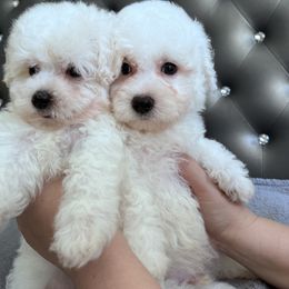 Coton de Tulear Puppies from Viktoriia's Coton De Tulears & French Bulldogs