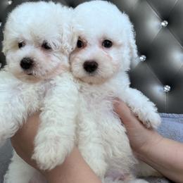 Coton de Tulear Puppies from Viktoriia's Coton De Tulears & French Bulldogs
