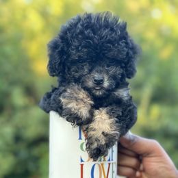 Poodle, Shihpoo, and Shih Tzu Puppies from House of Paws Heritage Nursery