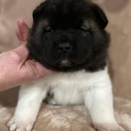 Girl 5 - Brown, black overlay female Akita puppy in Granville, Ohio from Hickory Ridge Akitas