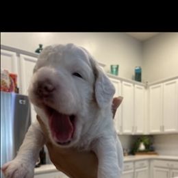 Girl 1 - Poodle puppy in Florida from Reignbow Poodles