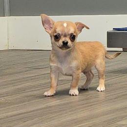 Sable m - Black sabled fawn male Chihuahua puppy in Vineland, New Jersey from Royal Companion's