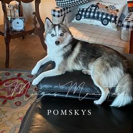 Sophie - Pomsky