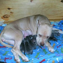 American Pit Bull Terrier Puppies from Kaotic APBTs