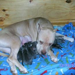 American Pit Bull Terrier Puppies from Kaotic APBTs