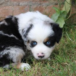 Skye - female Miniature Australian Shepherd puppy in Sonoita, Arizona from Gardner Canyon Kennels