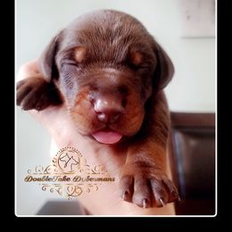 Kalice - Red and rust female Doberman Pinscher puppy in Aurora, Indiana from Double-Take Doberman Kennels