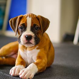 Admiral - Fawn male Boxer puppy in Grand Island, Florida from Seas The Day