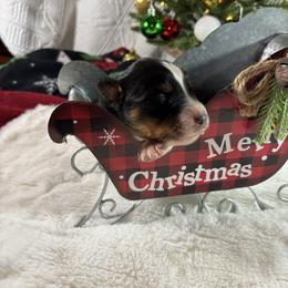 Black 2 - Black tri-color male Australian Shepherd puppy in Loganville, Georgia from Howell Aussies