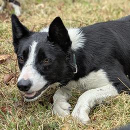 Pete - Border Collie
