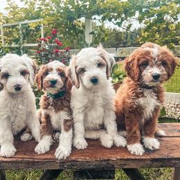Goldendoodle Puppies from The Doodle Spot
