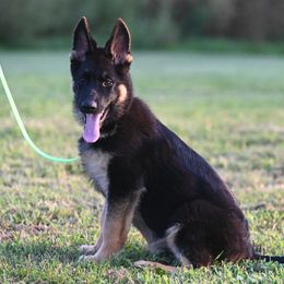 German Shepherd and Golden Retriever Puppies from Dream Dogs