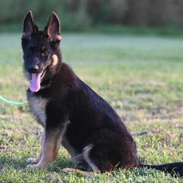 German Shepherd and Golden Retriever Puppies from Dream Dogs