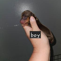 B1 - Chocolate and tan male Dachshund puppy in Lansing, Michigan from Black Thunder 517 Dachshunds and frenchies