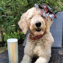 Goldendoodles from Hamstead Goldendoodles