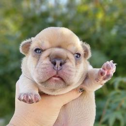 French Bulldog Puppies from Edgewater Frenchies